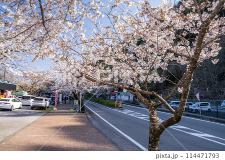 島田市の家山の桜トンネルの桜のある道路の風景(静岡県) 島田市の家山の桜トンネルの桜のある道路の風景(静岡県) 114471793