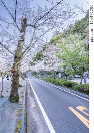 島田市の家山の桜トンネルの桜のある道路の風景(静岡県) 114471796