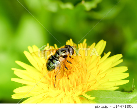 ルリハナアブ ルリハナアブ 114471806