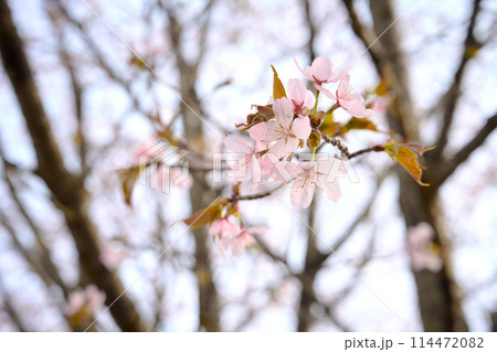 桜 114472082