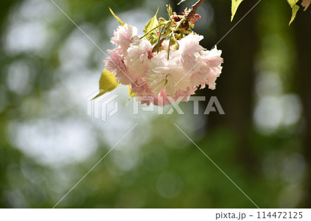 新緑に映えるピンクの八重桜 114472125