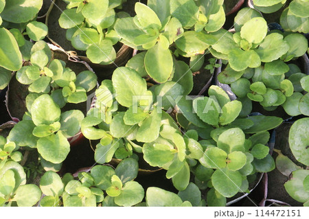 Kalanchoe pinnata plant on nursery 114472151