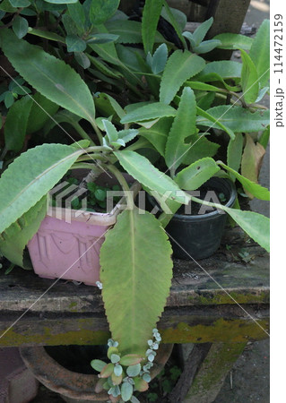 Kalanchoe gastonis bonnieri plant on hanging pot 114472159