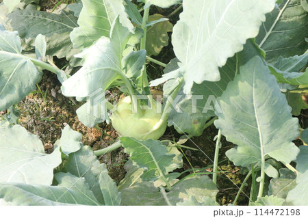 Kohlrabi on farm for harvest are cash crops 114472198