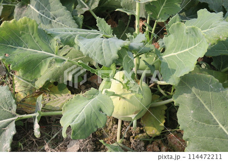 Kohlrabi on farm for harvest are cash crops 114472211