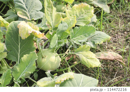 Kohlrabi on farm for harvest are cash crops Kohlrabi on farm for harvest are cash crops 114472216
