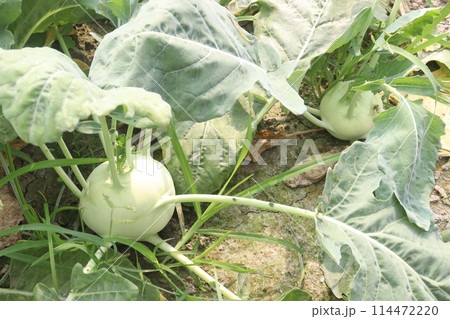 Kohlrabi on farm for harvest are cash crops Kohlrabi on farm for harvest are cash crops 114472220