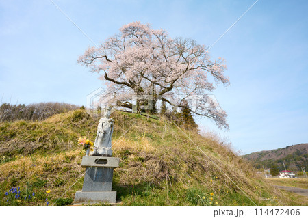 発知のヒガンザクラ 114472406