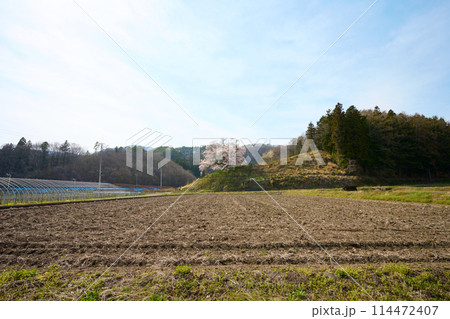 発知のヒガンザクラ 114472407