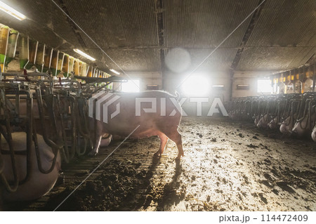Dawn at the old pig farm in Denmark 114472409