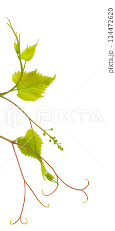 Grapevine with green leaves isolated on white. Vertical photo. There is free space for text. 114472620