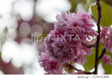 A close up of a pink flower with a blurry background 114472860