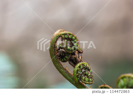 A green leaf with a spiral shape A green leaf with a spiral shape 114472863