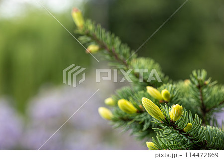 A tree with green leaves and buds 114472869
