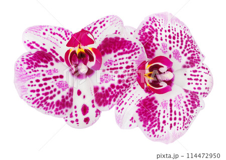 pink phalaenopsis orchid flower isolated on white background pink phalaenopsis orchid flower isolated on white background 114472950