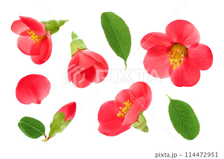 Chaenomeles speciosa or japanese quince flower isolated on white background Chaenomeles speciosa or japanese quince flower isolated on white background 114472951