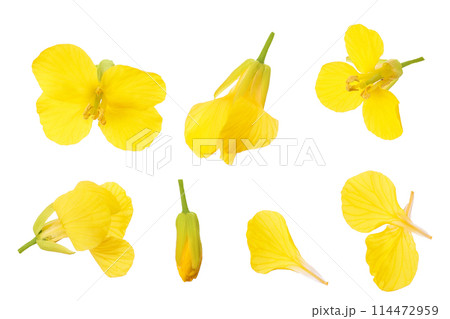 Rapeseed flowers isolated on white background,...の写真素材 [114472959] - PIXTA