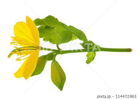 Celandine flower isolated on white background. Top view. Flat lay 114472963