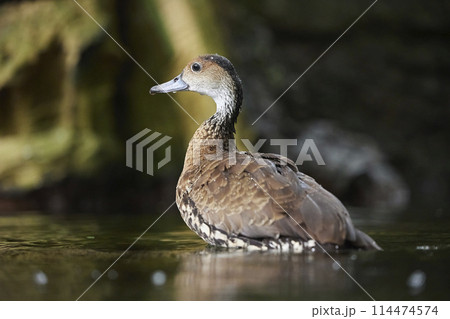 A beautiful duck swims in the water in Denmark. Close-up 114474574