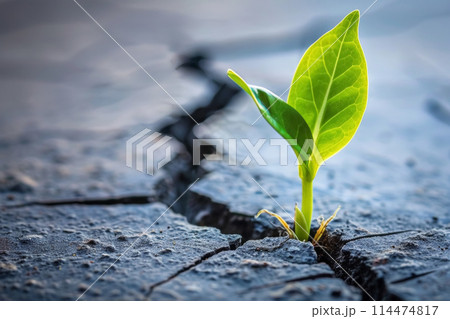 Sapling in Dry Earth 114474817