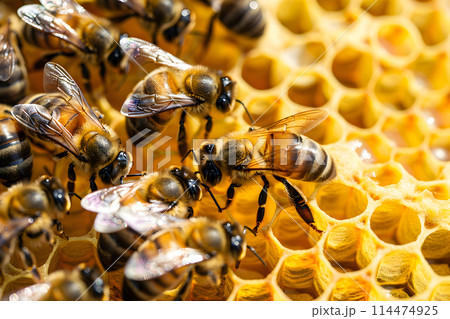 Group of bees busy on a honeycomb Group of bees busy on a honeycomb 114474925