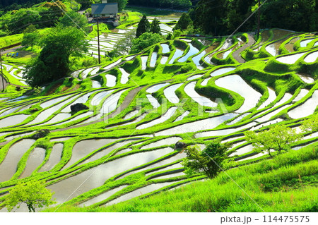 【三重県】田植え時期の丸山千枚田 【三重県】田植え時期の丸山千枚田 114475575