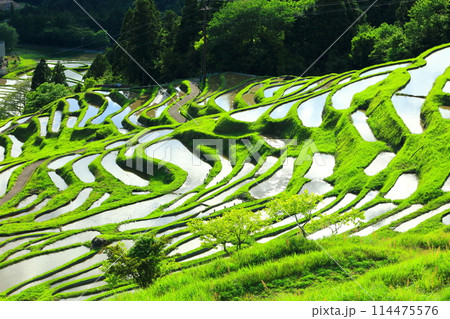 【三重県】田植え時期の丸山千枚田 114475576