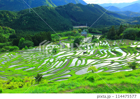 【三重県】田植え時期の丸山千枚田 【三重県】田植え時期の丸山千枚田 114475577