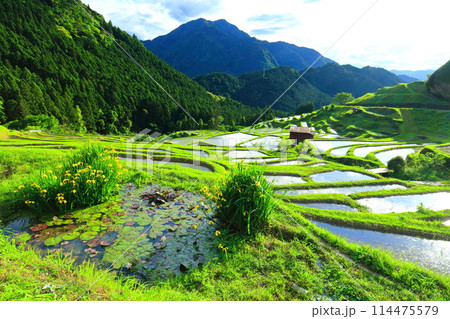 【三重県】田植え時期の丸山千枚田 【三重県】田植え時期の丸山千枚田 114475579