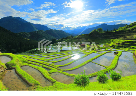 【三重県】田植え時期の丸山千枚田 【三重県】田植え時期の丸山千枚田 114475582