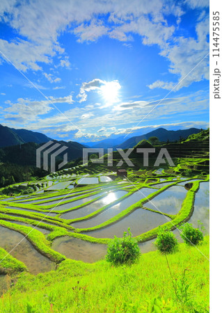 【三重県】田植え時期の丸山千枚田 114475585