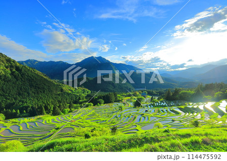 【三重県】田植え時期の丸山千枚田 114475592