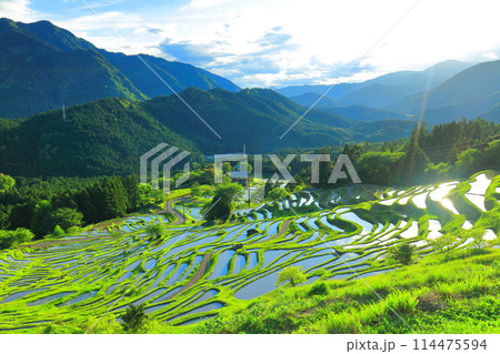 【三重県】田植え時期の丸山千枚田 114475594