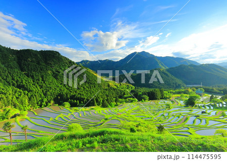 【三重県】田植え時期の丸山千枚田 114475595