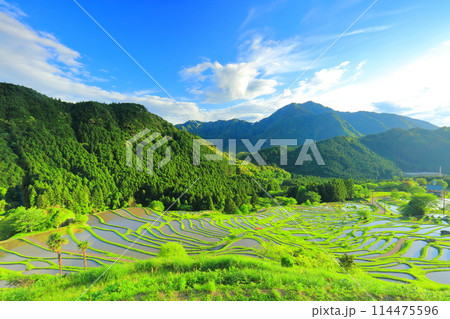 【三重県】田植え時期の丸山千枚田 【三重県】田植え時期の丸山千枚田 114475596