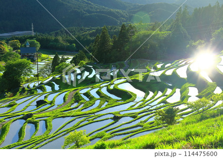 【三重県】田植え時期の丸山千枚田 114475600