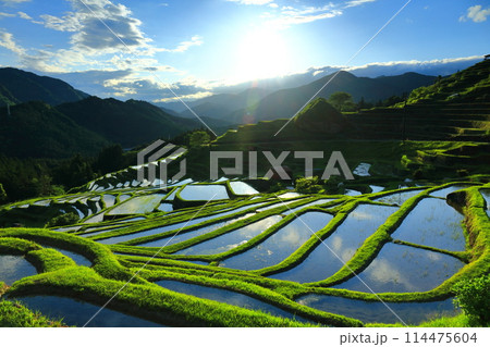 【三重県】田植え時期の丸山千枚田 114475604