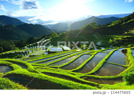 【三重県】田植え時期の丸山千枚田 114475605