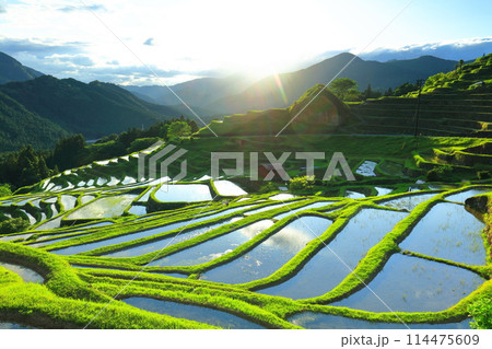 【三重県】田植え時期の丸山千枚田 114475609