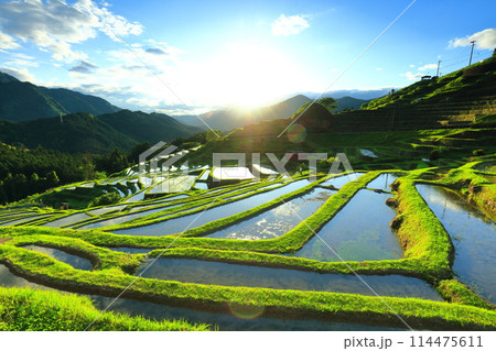 【三重県】田植え時期の丸山千枚田 【三重県】田植え時期の丸山千枚田 114475611