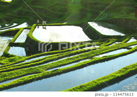 【三重県】田植え時期の丸山千枚田 114475613