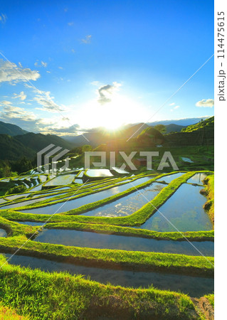 【三重県】田植え時期の丸山千枚田 114475615
