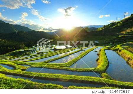 【三重県】田植え時期の丸山千枚田 【三重県】田植え時期の丸山千枚田 114475617