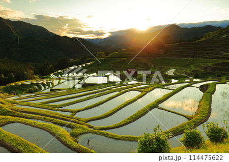 【三重県】田植え時期の丸山千枚田の黄昏 【三重県】田植え時期の丸山千枚田の黄昏 114475622