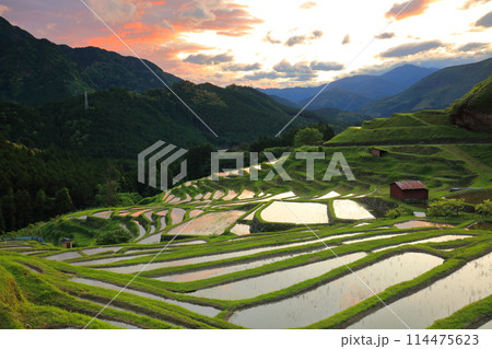 【三重県】田植え時期の丸山千枚田の黄昏 【三重県】田植え時期の丸山千枚田の黄昏 114475623