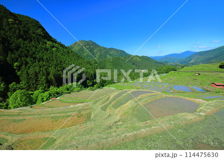 【三重県】田植え時期の丸山千枚田 【三重県】田植え時期の丸山千枚田 114475630