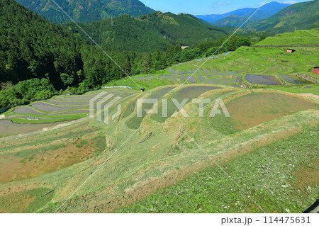 【三重県】田植え時期の丸山千枚田 114475631