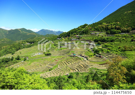 【三重県】田植え時期の丸山千枚田 114475650
