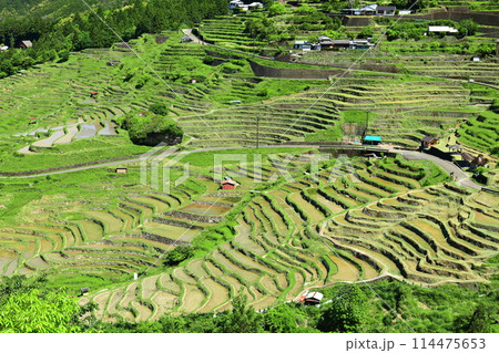 【三重県】田植え時期の丸山千枚田 114475653