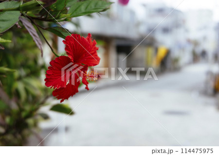ハイビスカス 114475975